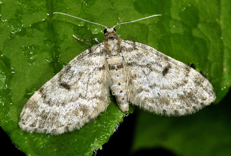 Eupithecia tantillaria ed Eupithecia satyrata